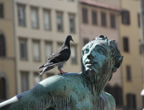 Lutter contre la nuisance des pigeons avec les pics anti-pigeons